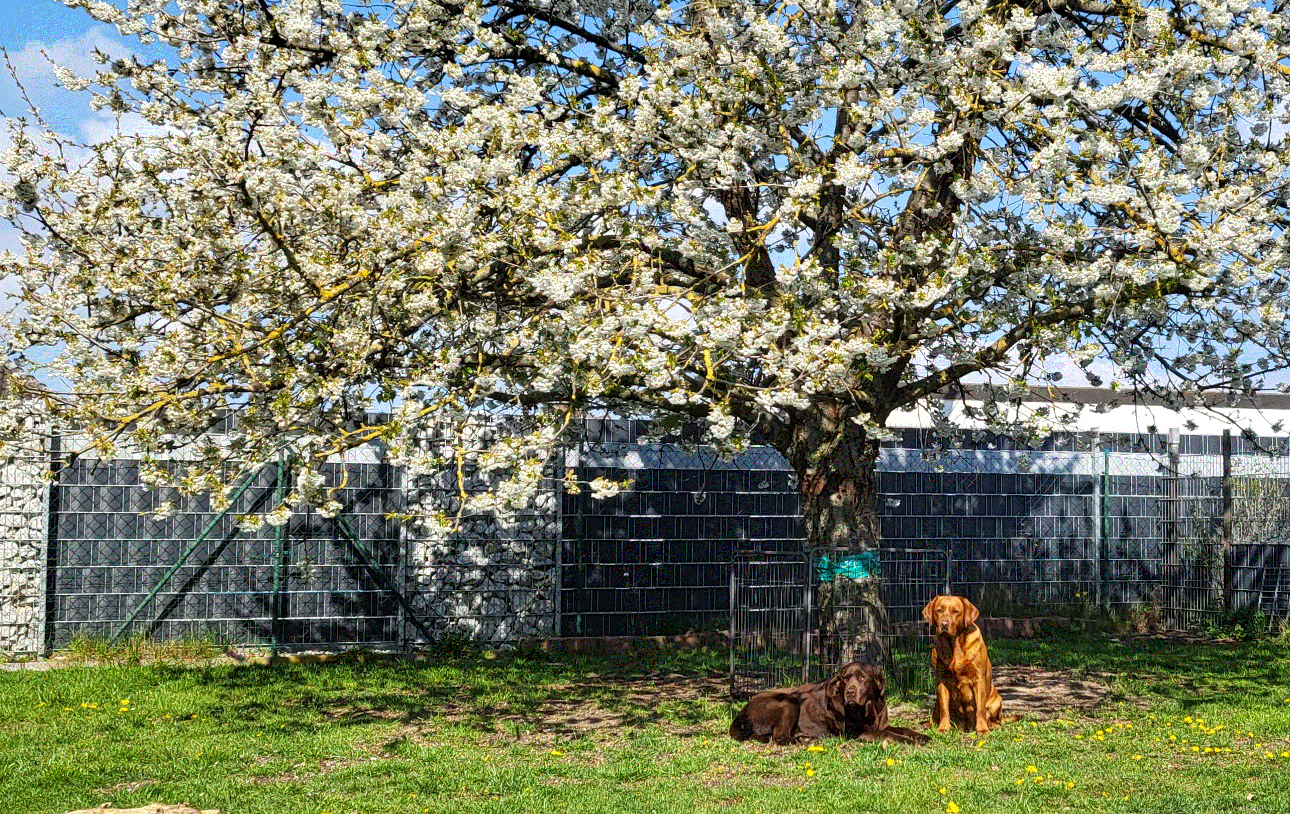 Labradore vom Kirschblütentraum